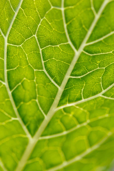 Leaf texture — Stock Photo, Image