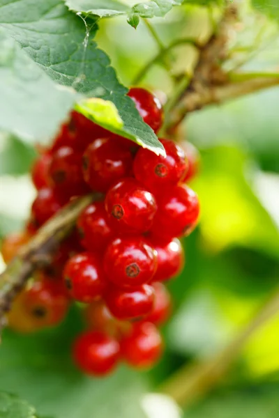 Red currant in the garden — Stock Photo, Image