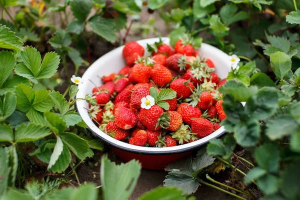 Erdbeeren im Garten — Stockfoto