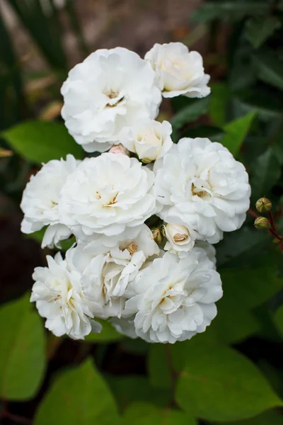 庭の白いバラ — ストック写真