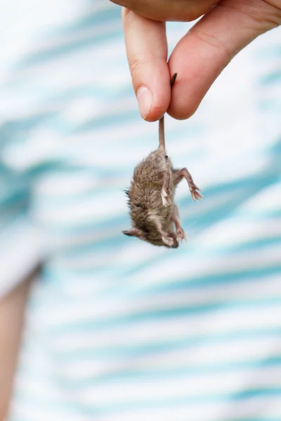 Maus in der Hand — Stockfoto