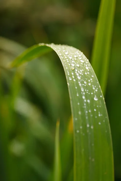 Herbe avec gouttes d'eau — Photo