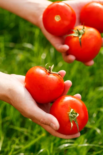 在手里的西红柿 — 图库照片