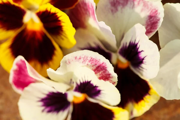 Different pansies — Stock Photo, Image