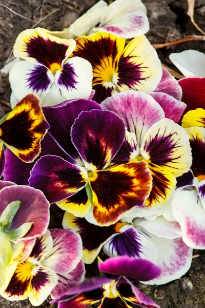 Different pansies — Stock Photo, Image