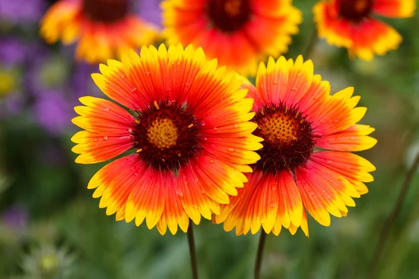 Bonitas flores — Foto de Stock