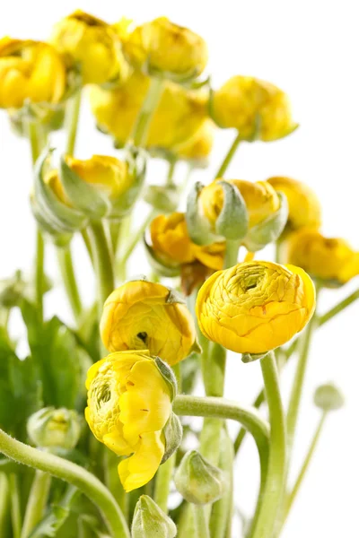 Yellow Ranunculus — Stock Photo, Image