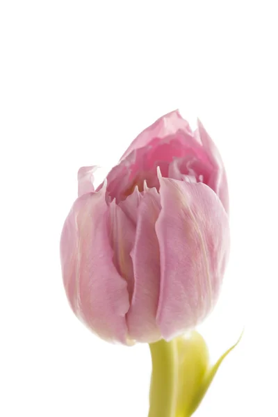 Pěkný Tulipán — Stock fotografie