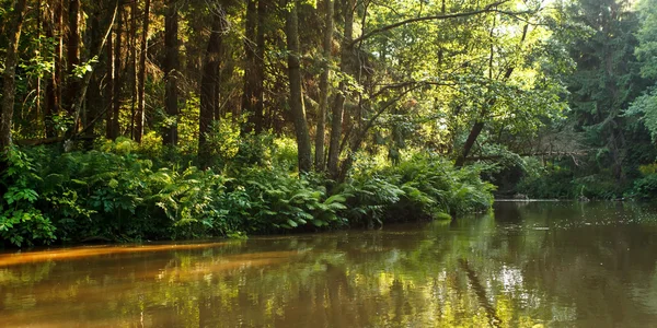 Waldfluss — Stockfoto