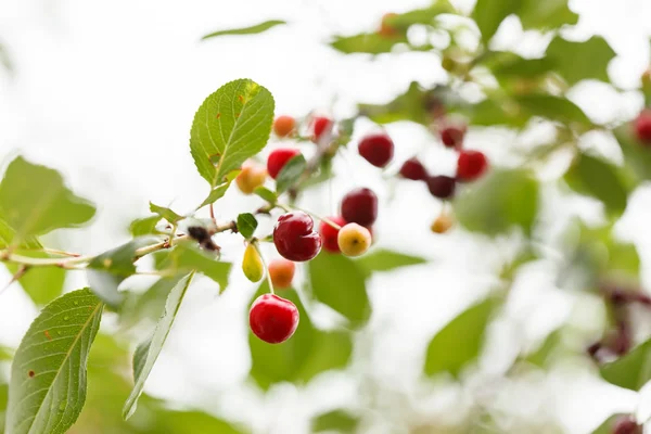 Cereza en el jardín — Foto de Stock