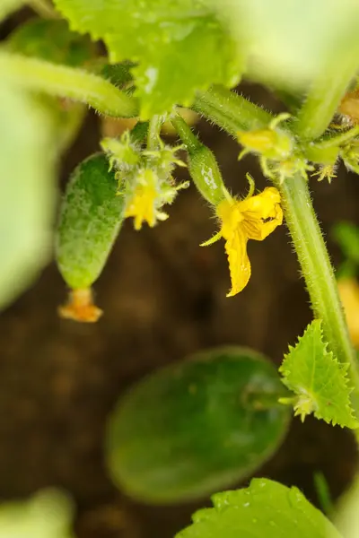 菜园里的黄瓜 — 图库照片