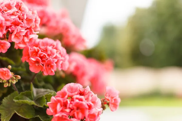 Rosa Geranien — Stockfoto