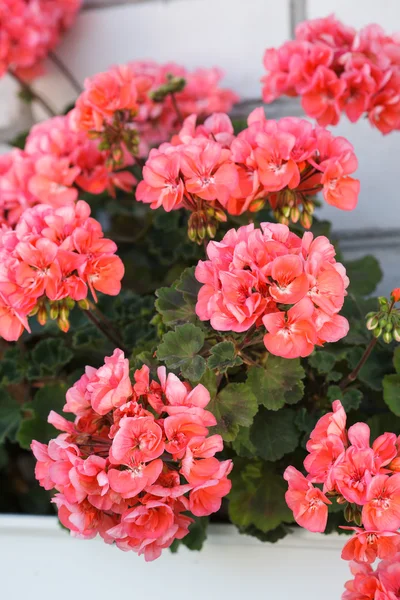 Roze geraniu — Stockfoto