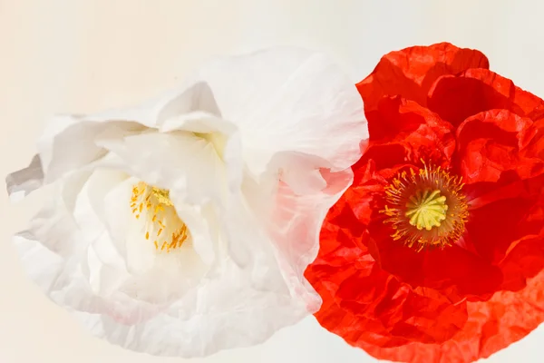 Schoonheid papaver — Stockfoto