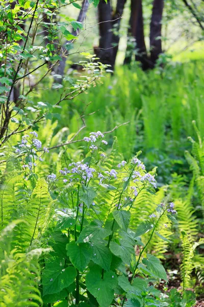 Helecho verde en el bosque —  Fotos de Stock