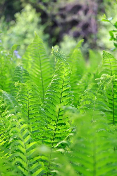 Green Fern in the Forest — Stock Photo, Image