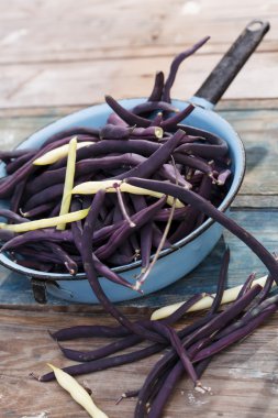 Mor çalı fasulyesi