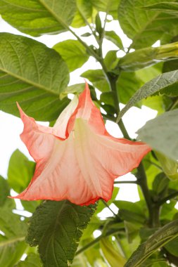 Datura çiçek