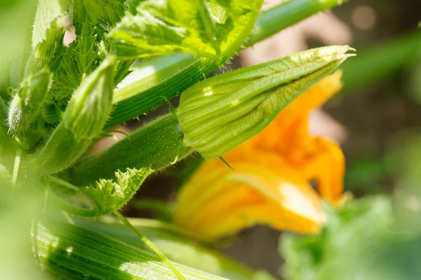 Flowering zicchini — Stock Photo, Image