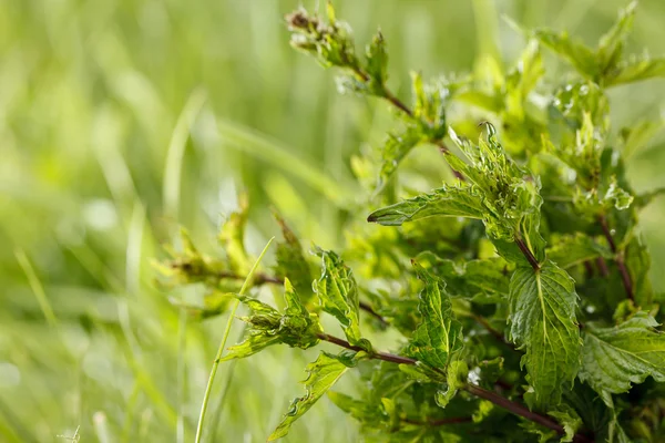 Fresh mint — Stock Photo, Image