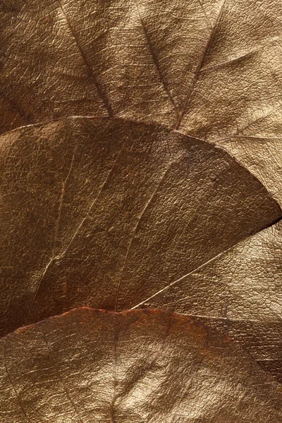 Feuilles texture — Photo