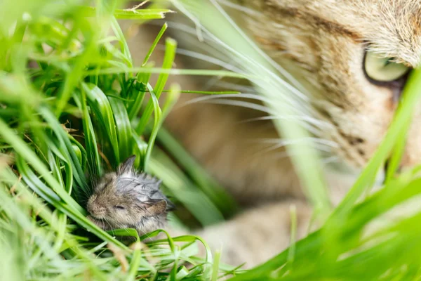 Kissa ja hiiri — kuvapankkivalokuva