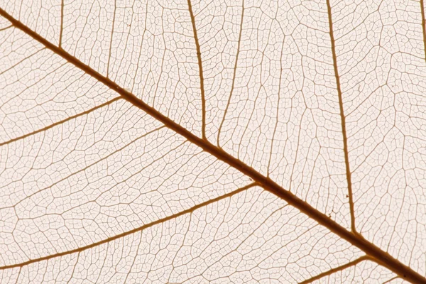 Blätter Textur — Stockfoto