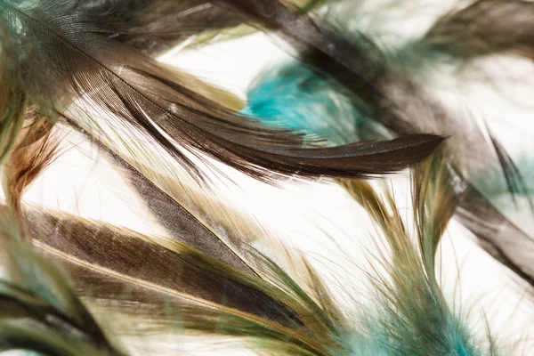Цветные перья — стоковое фото