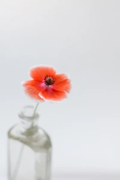 Nice poppies in the vase — Stock Photo, Image