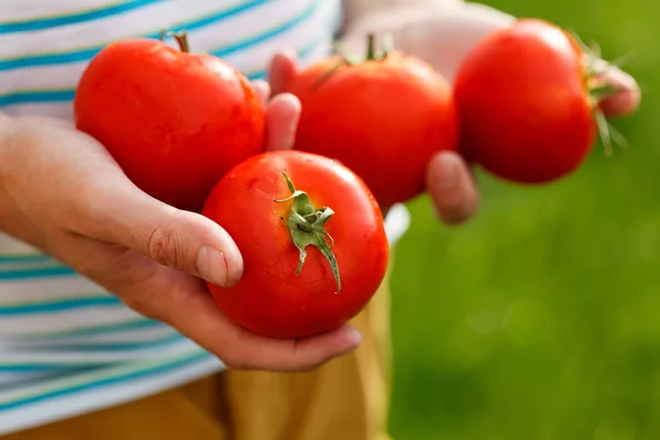 Pomodori nelle mani — Foto Stock