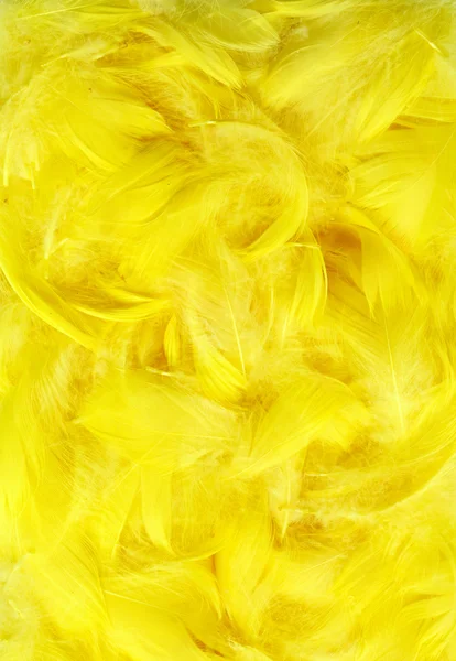 Color feathers — Stock Photo, Image