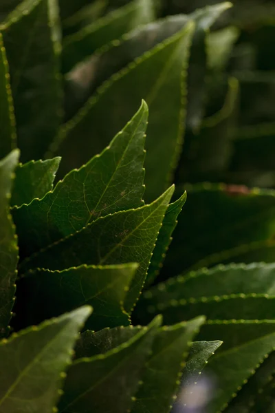 Leaves background — Stock Photo, Image