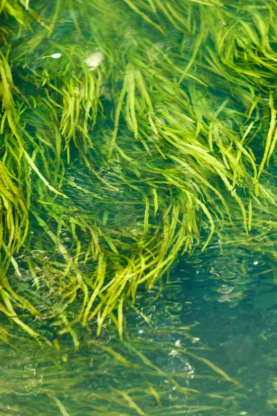 Algen in de rivier — Stockfoto