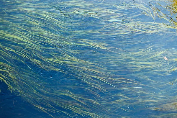 Algae in the river — Stock Photo, Image