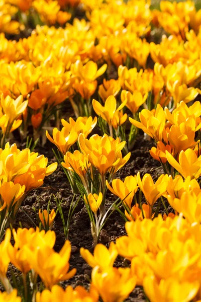 Flores de primavera —  Fotos de Stock