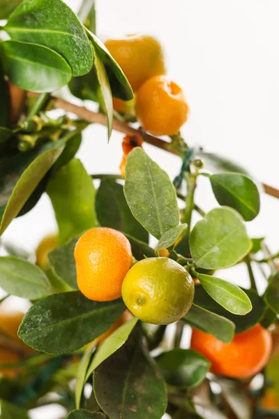 Mandariner på grenen — Stockfoto