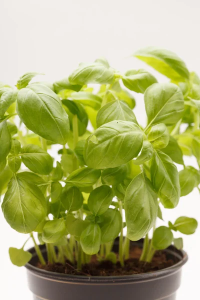 Fresh basil — Stock Photo, Image