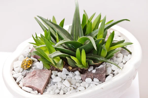 Flower in the white pot — Stock Photo, Image