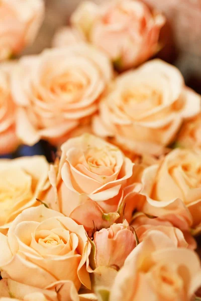 Piękne róże — Zdjęcie stockowe