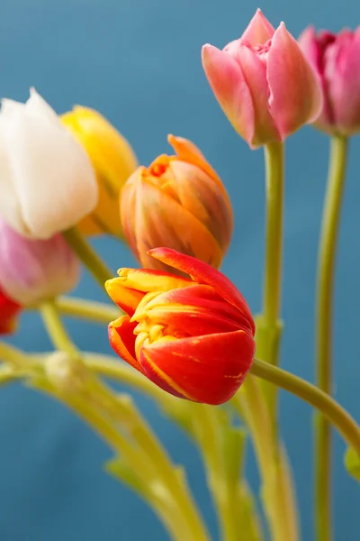 Krásné tulipány — Stock fotografie