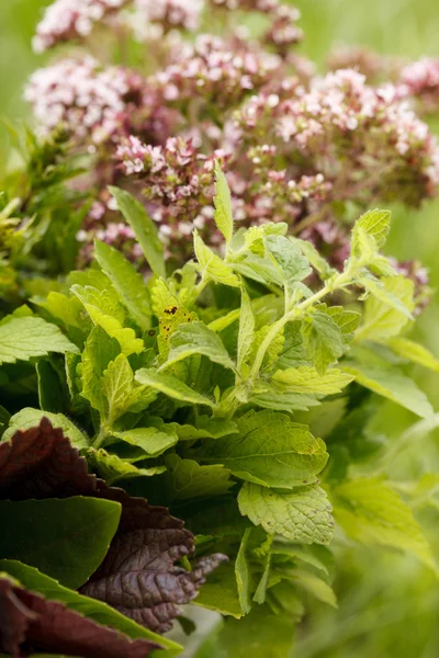 Fresh herbs — Stock Photo, Image