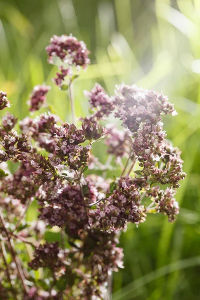 Verse oregano — Stockfoto