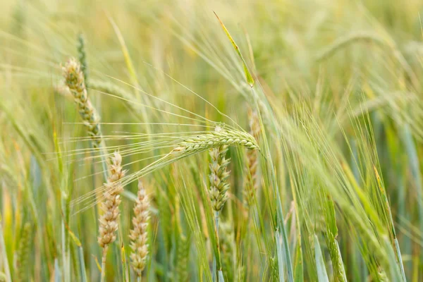 Campo di cereali — Foto Stock