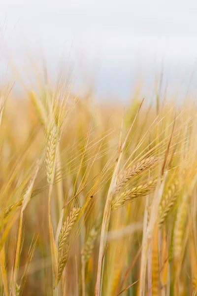 Campo de cereais — Fotografia de Stock