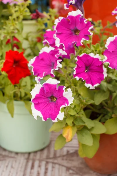 Petunia en la olla — Foto de Stock