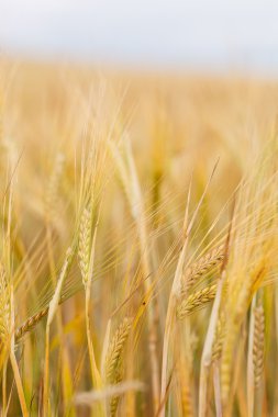 Mısır gevreği alan