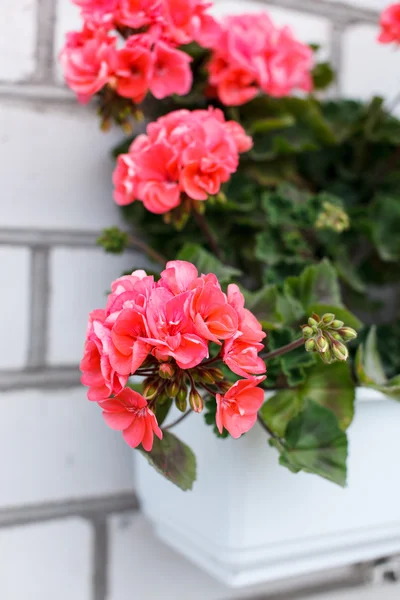 Nice geranium — Stock Photo, Image