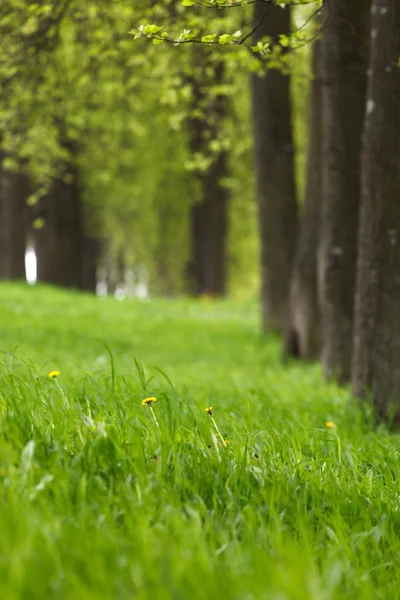 Piękny park — Zdjęcie stockowe