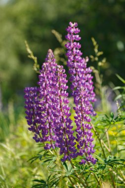 vahşi lupines
