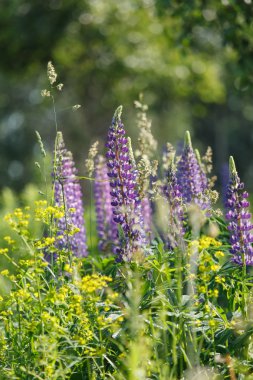 vahşi lupines